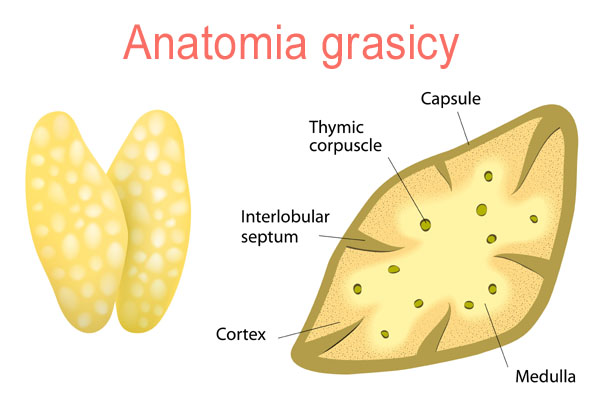 Anatomia grasicy